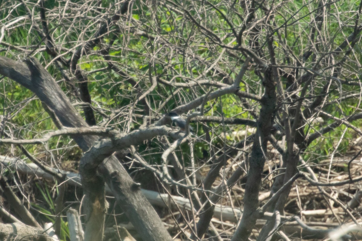 Belted Kingfisher - ML638989587