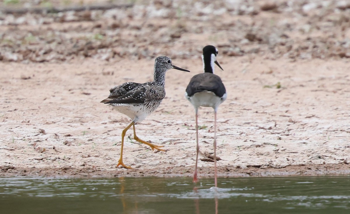 Greater Yellowlegs - ML638989588