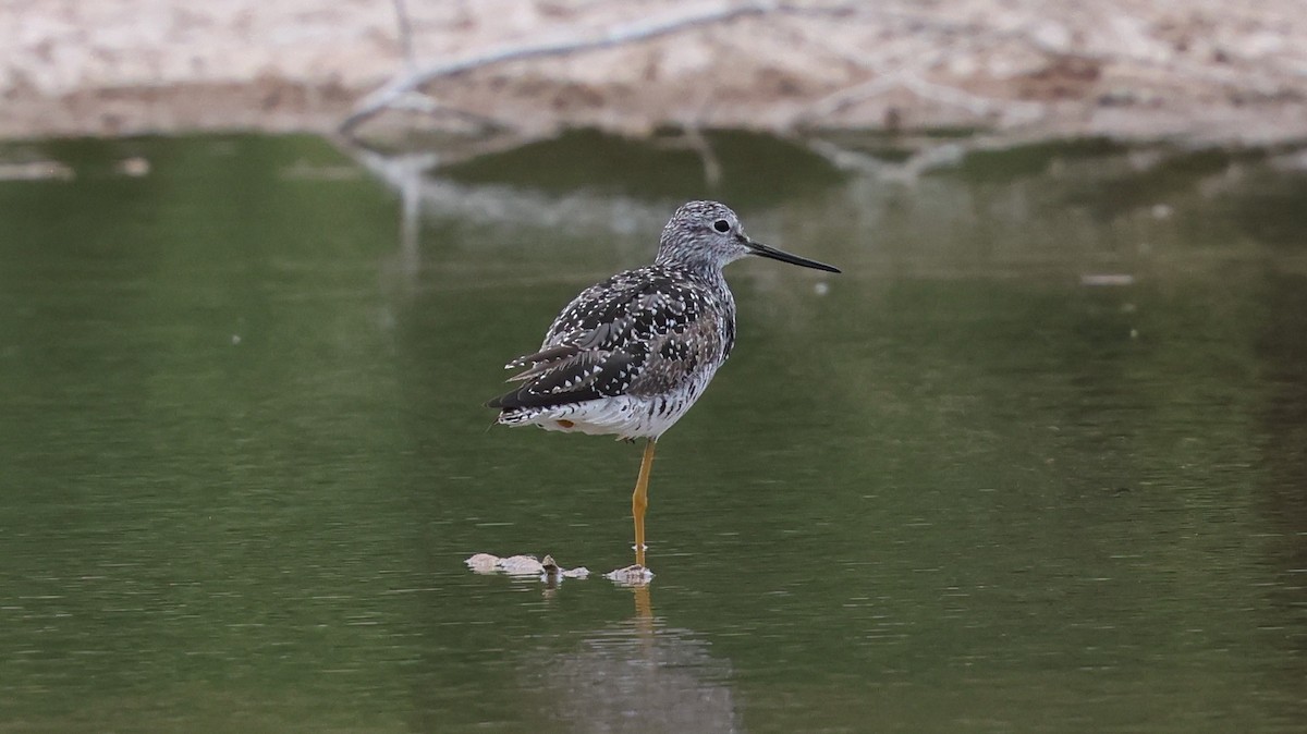 Greater Yellowlegs - ML638989589