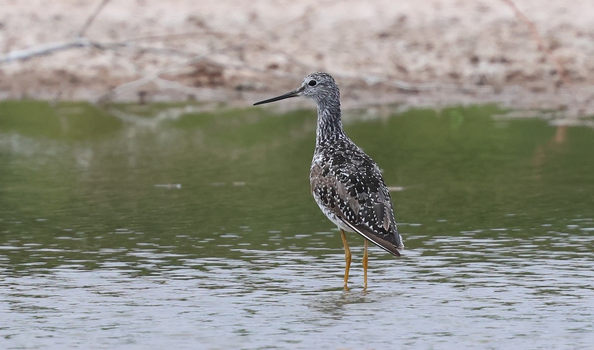 Greater Yellowlegs - ML638989590