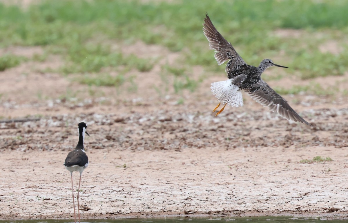 Greater Yellowlegs - ML638989591