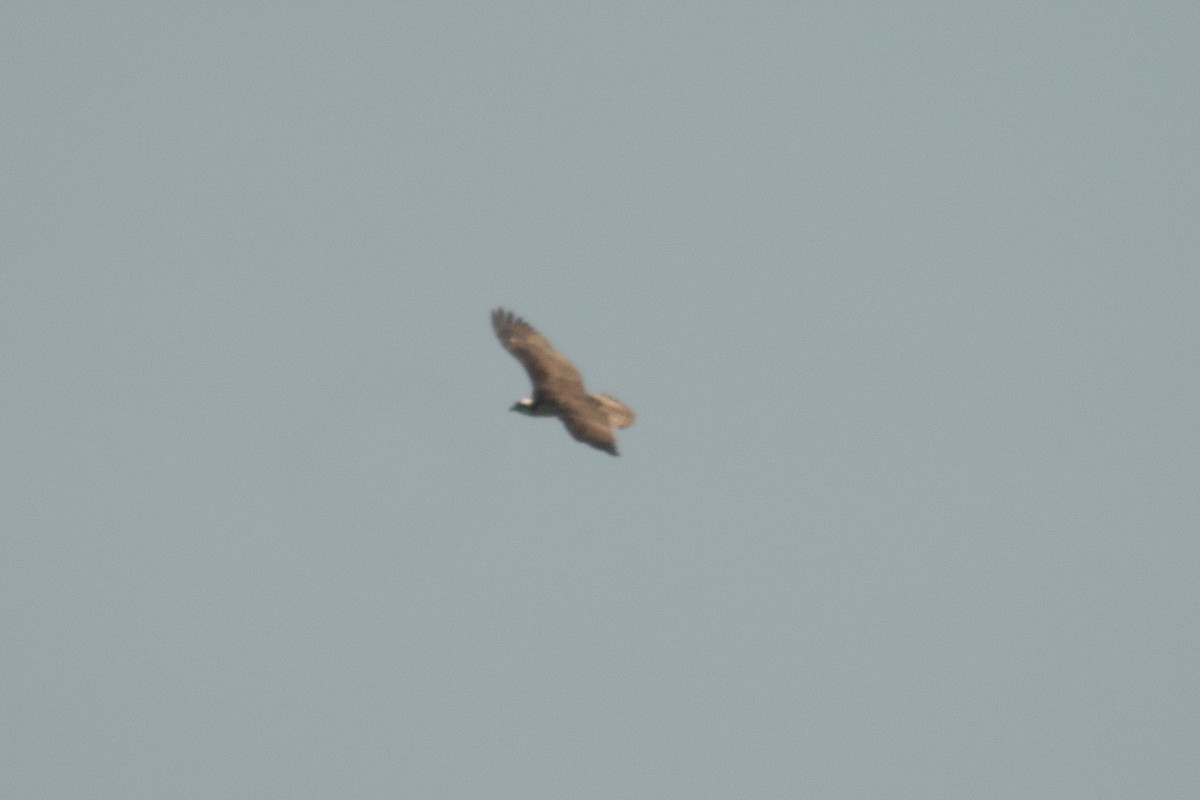 Falco pescatore - ML638989594