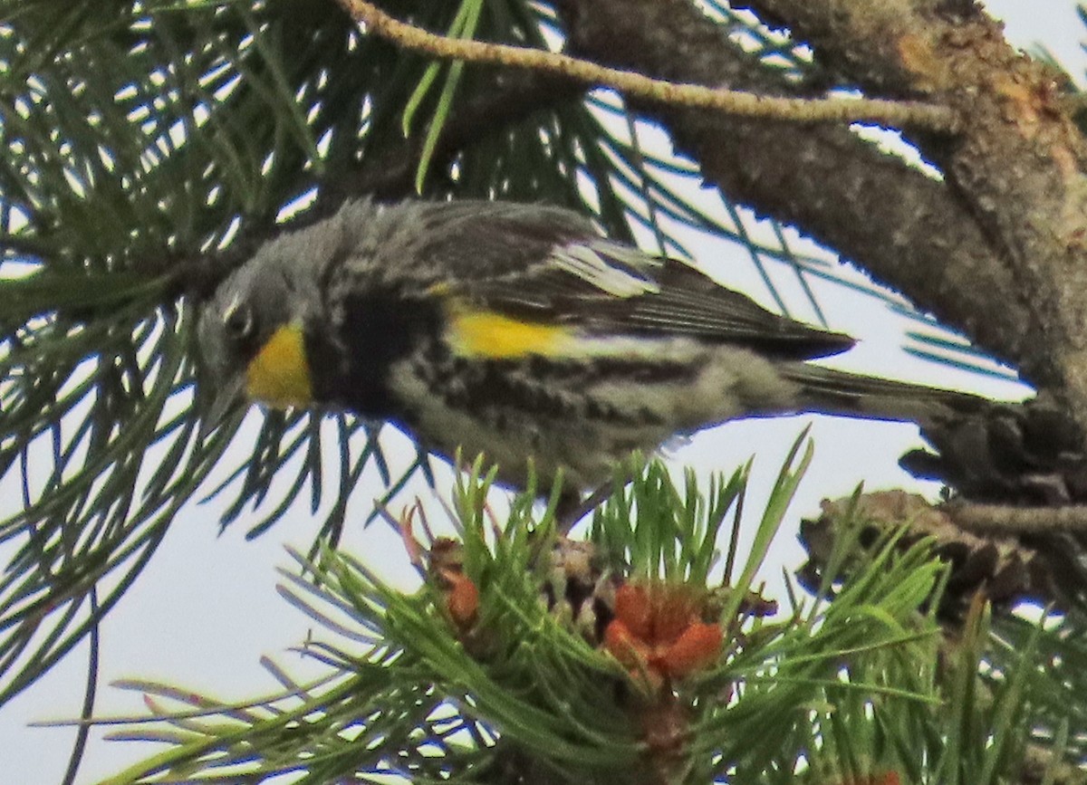 Yellow-rumped Warbler (Audubon's) - ML638989599