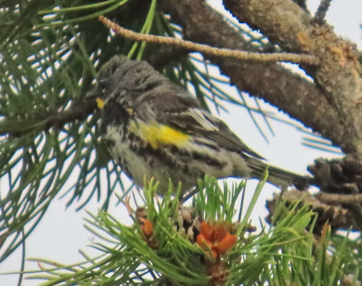 Yellow-rumped Warbler (Audubon's) - ML638989600