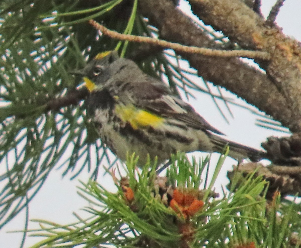 Yellow-rumped Warbler (Audubon's) - ML638989601