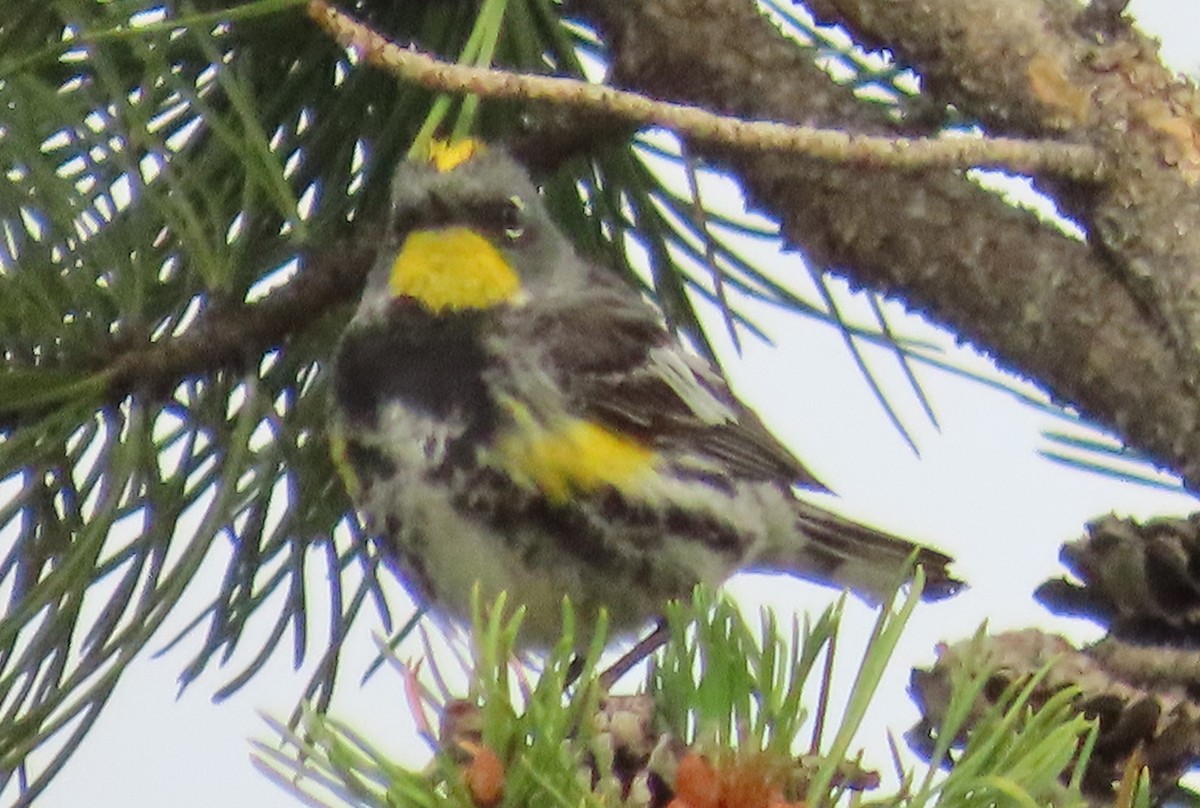 Yellow-rumped Warbler (Audubon's) - ML638989603