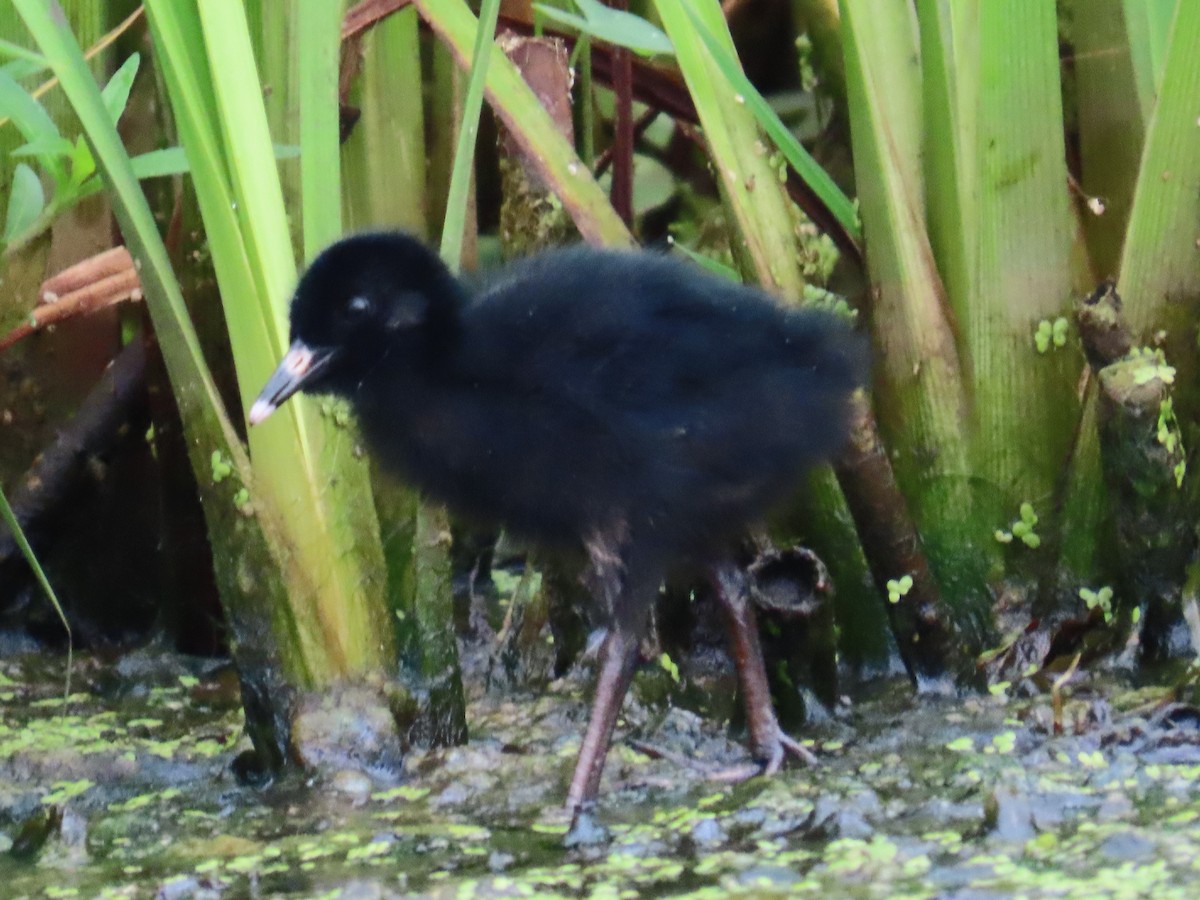 Virginia Rail - ML638989612