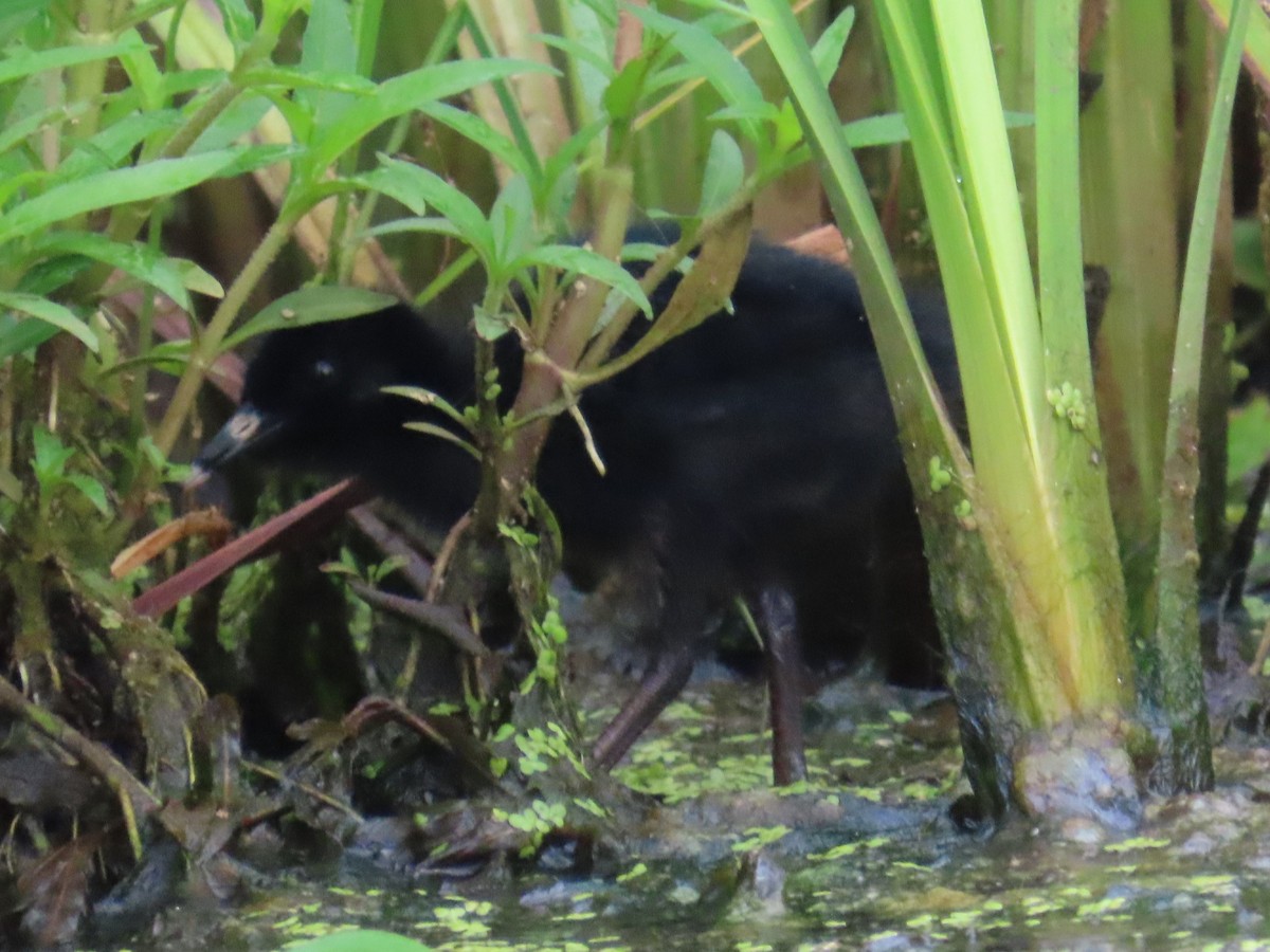 Virginia Rail - ML638989613