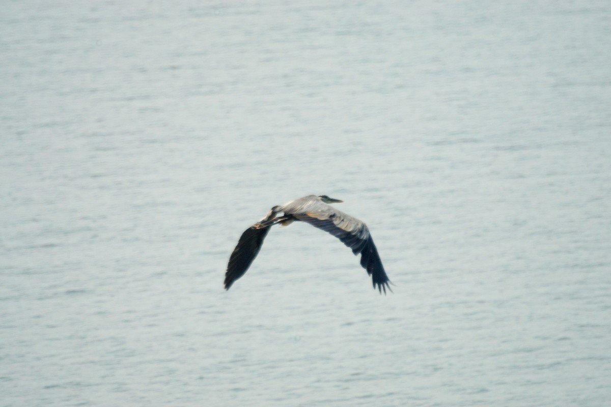 Great Blue Heron - ML638989627