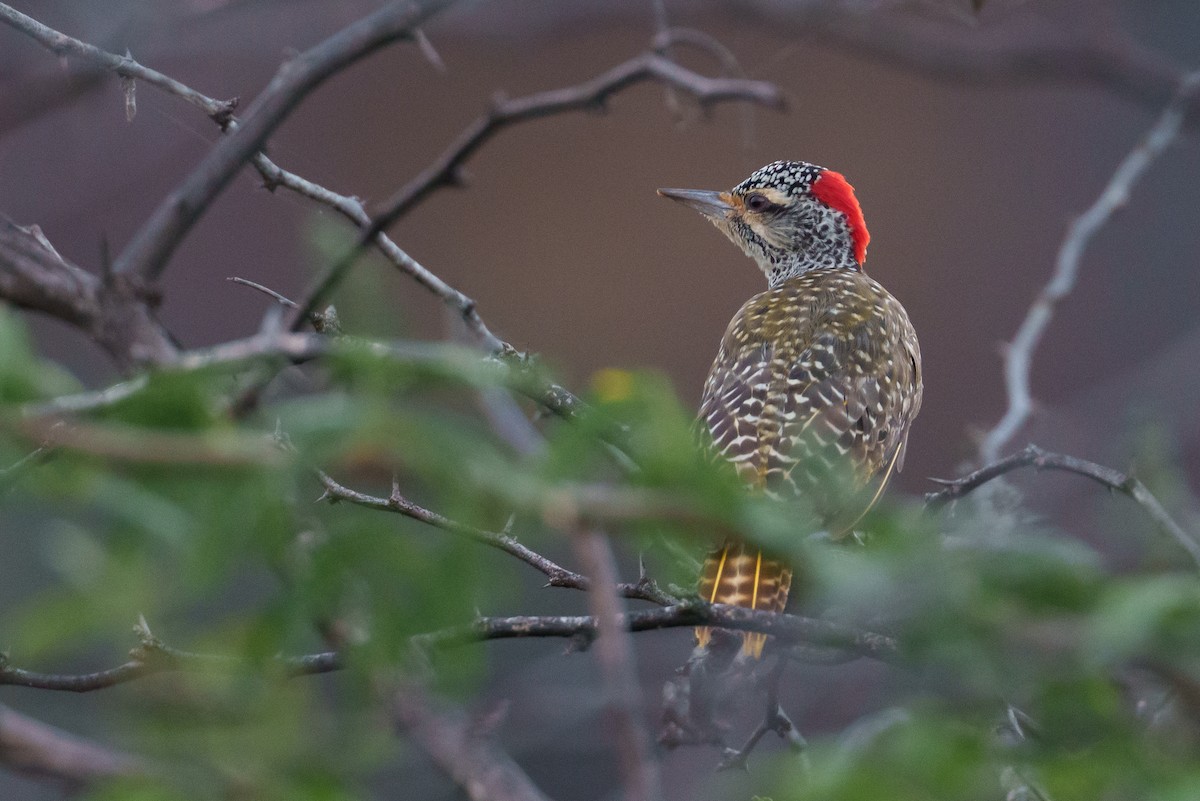 Nubian Woodpecker - ML638989629