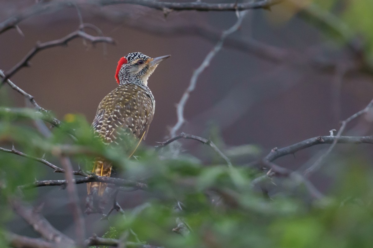 Nubian Woodpecker - ML638989637