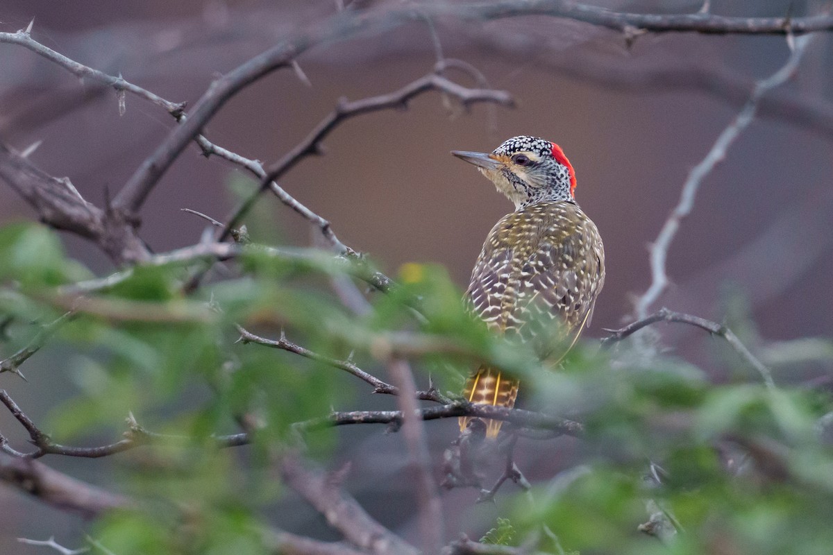 Nubian Woodpecker - ML638989638