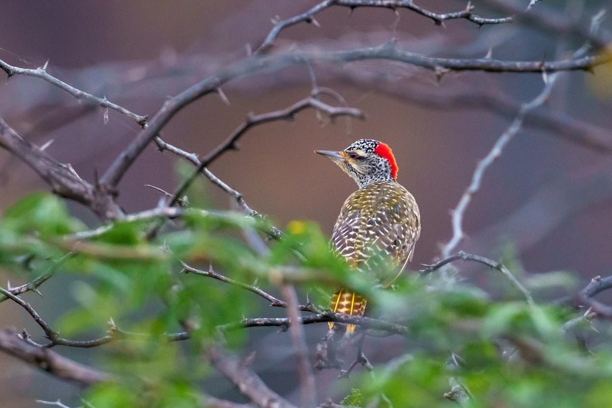 Nubian Woodpecker - ML638989639