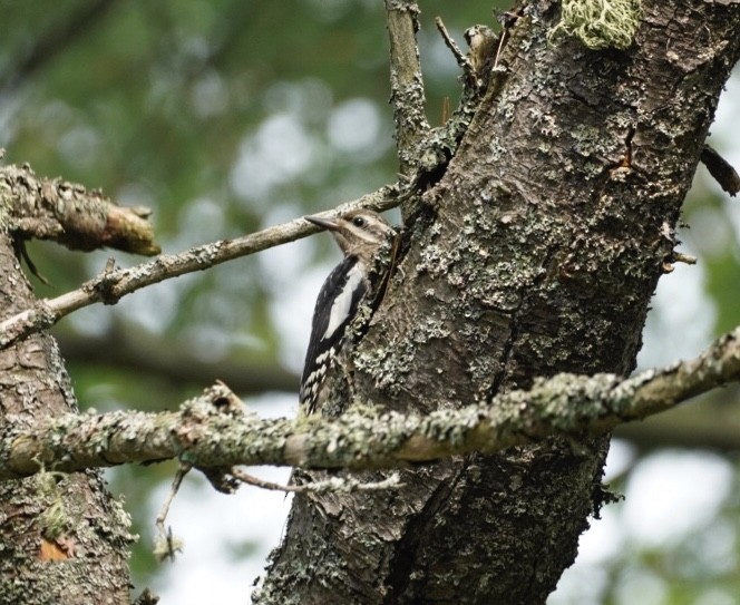 Yellow-bellied Sapsucker - ML638989643