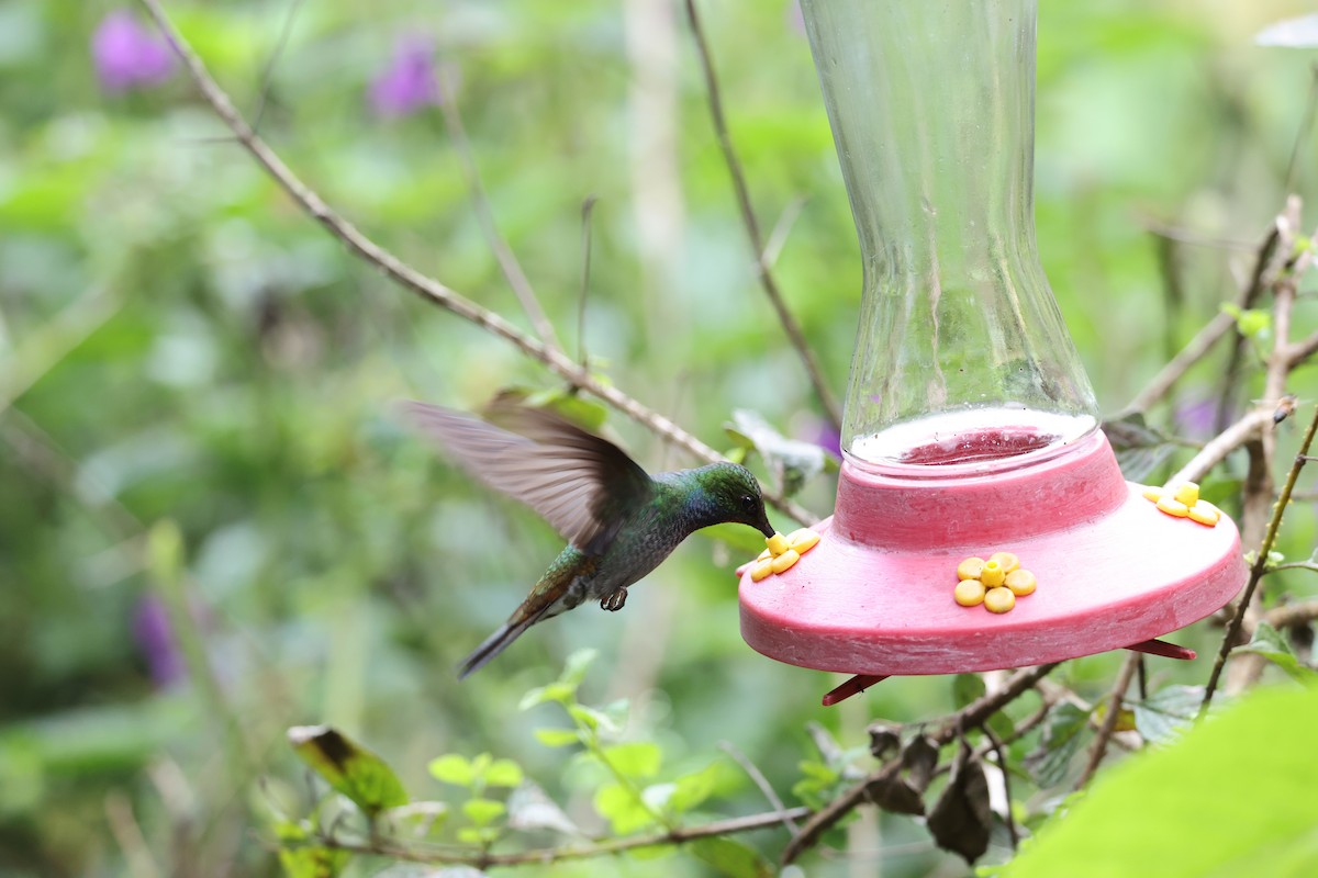 Green-backed Hillstar - ML638989648