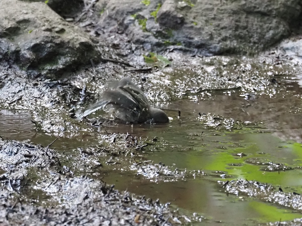 Dark-eyed Junco - ML638989651