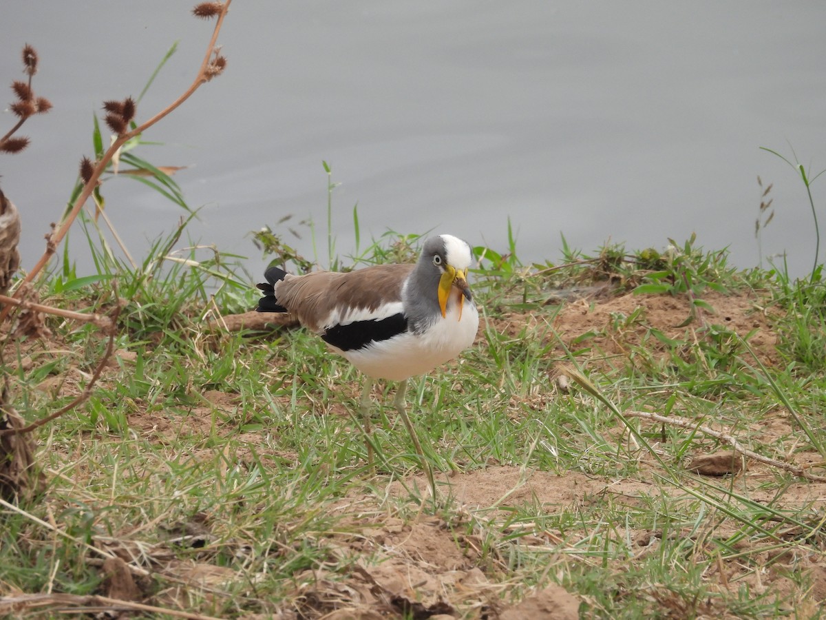 Wattled Lapwing - ML638989652