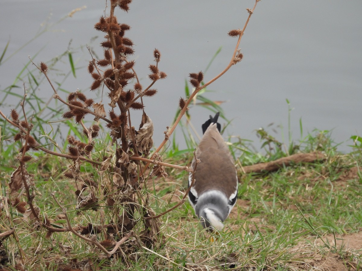Wattled Lapwing - ML638989654