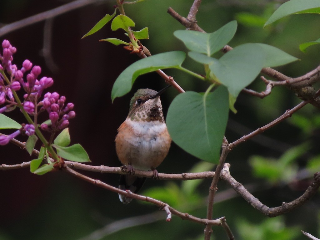 Rufous Hummingbird - ML638989655