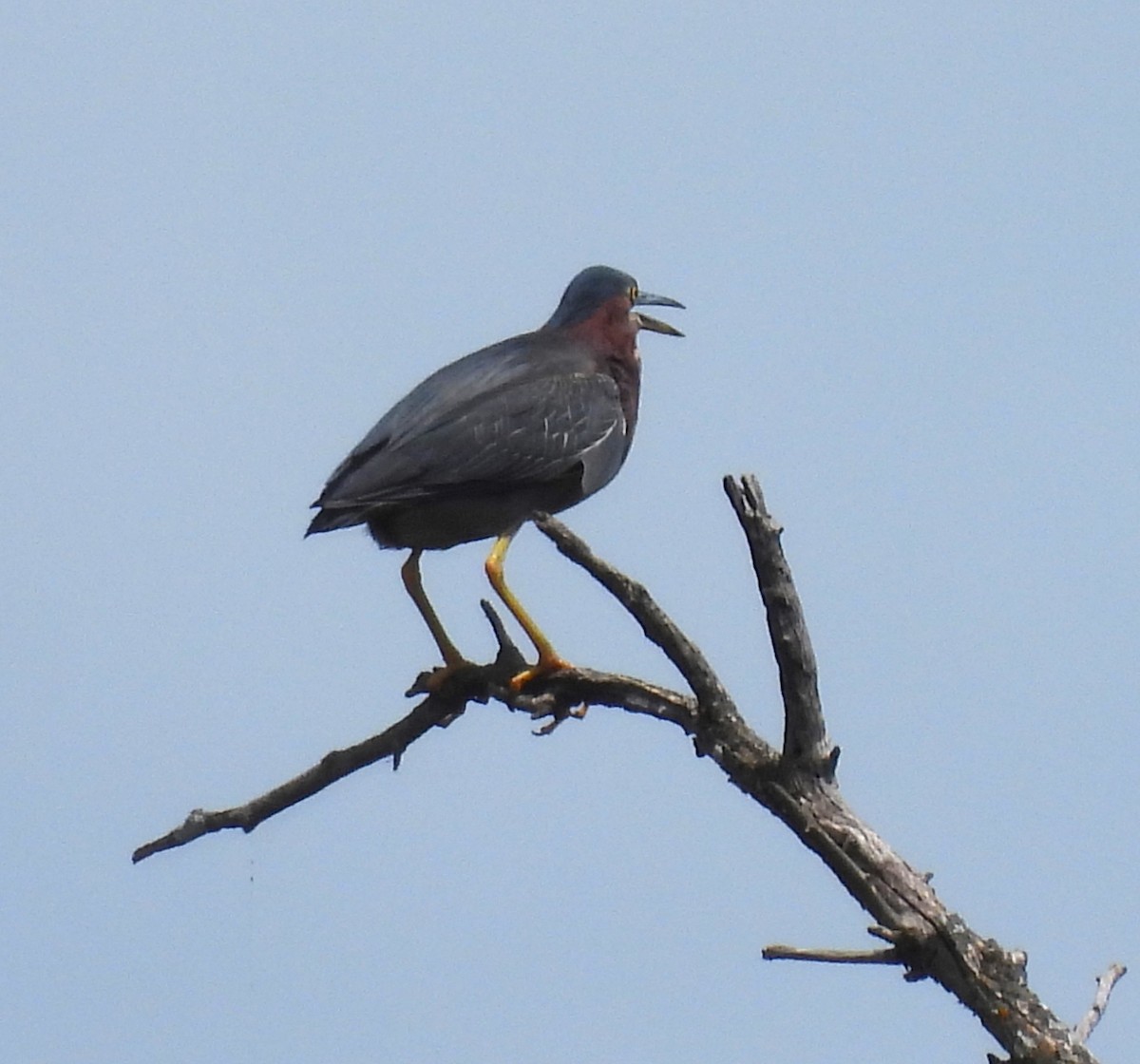 Green Heron - ML638989656