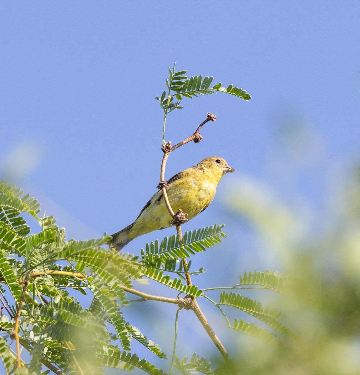 Lesser Goldfinch - ML638989657