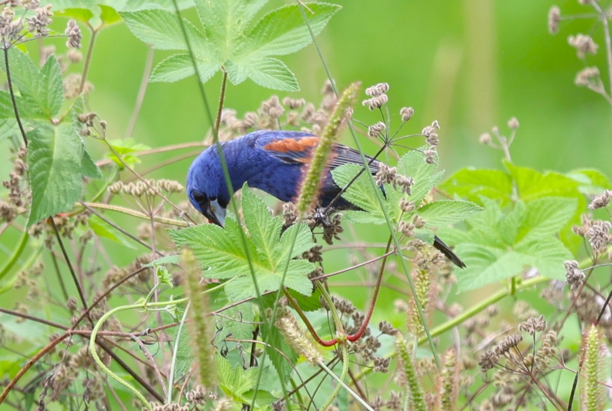 Blue Grosbeak - ML638989658