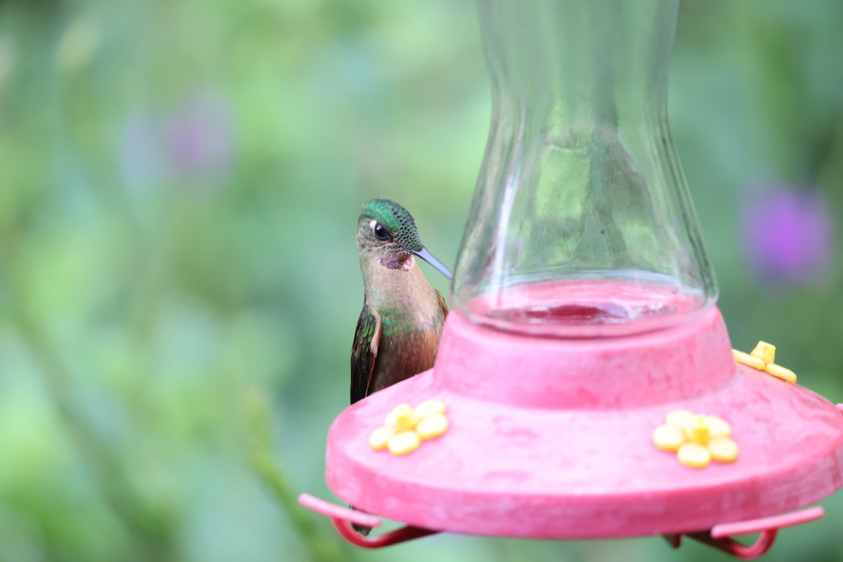 Fawn-breasted Brilliant - ML638989663