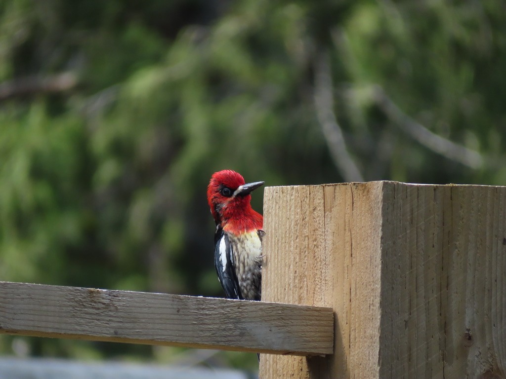 Red-breasted Sapsucker - ML638989665