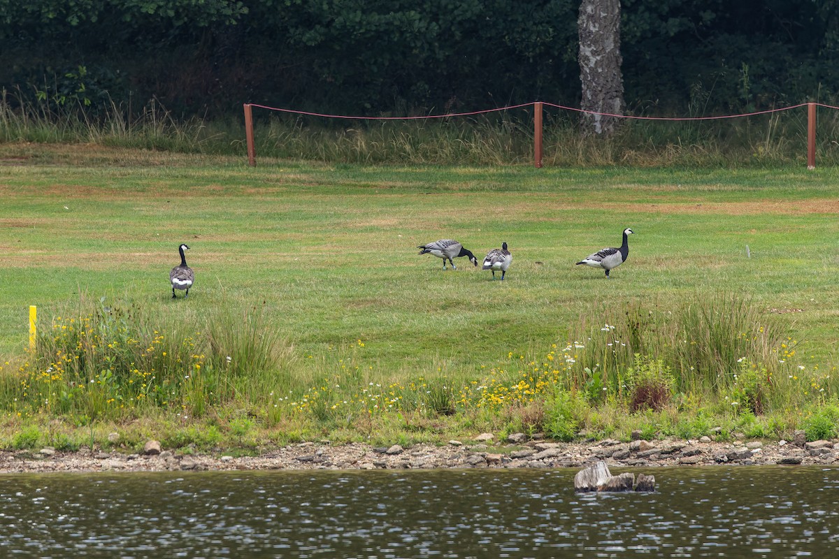 Barnacle Goose - ML638989666