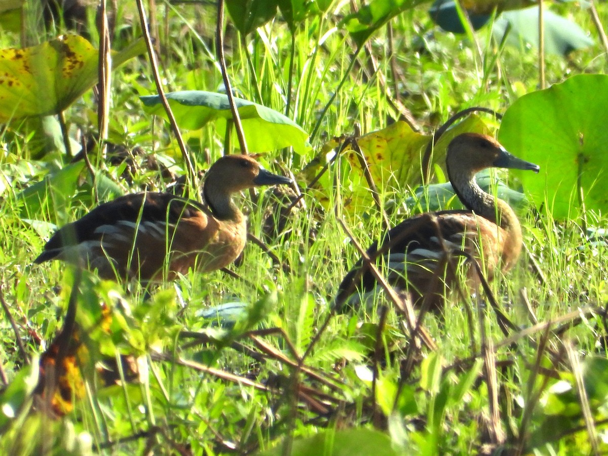 Fulvous Whistling-Duck - ML638989728