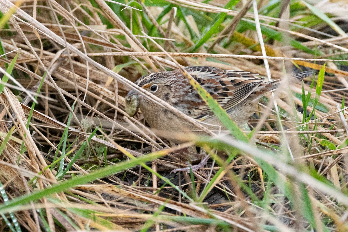 Grasshopper Sparrow - ML638989737