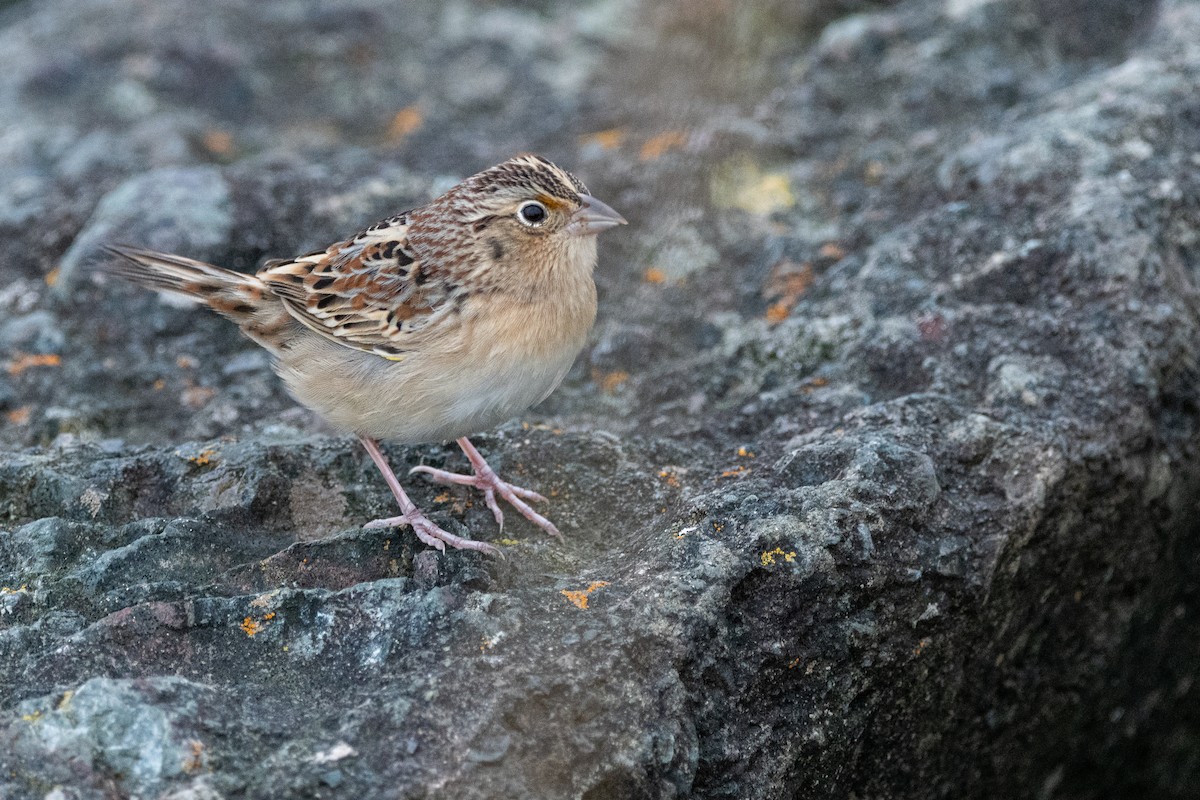 Grasshopper Sparrow - ML638989745