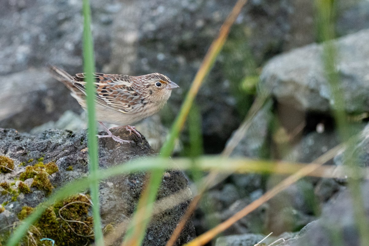 Grasshopper Sparrow - ML638989747