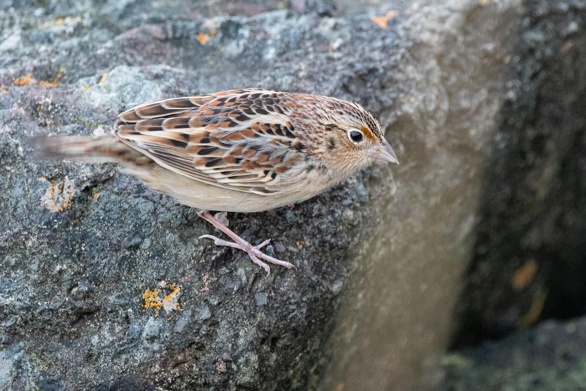 Grasshopper Sparrow - ML638989748