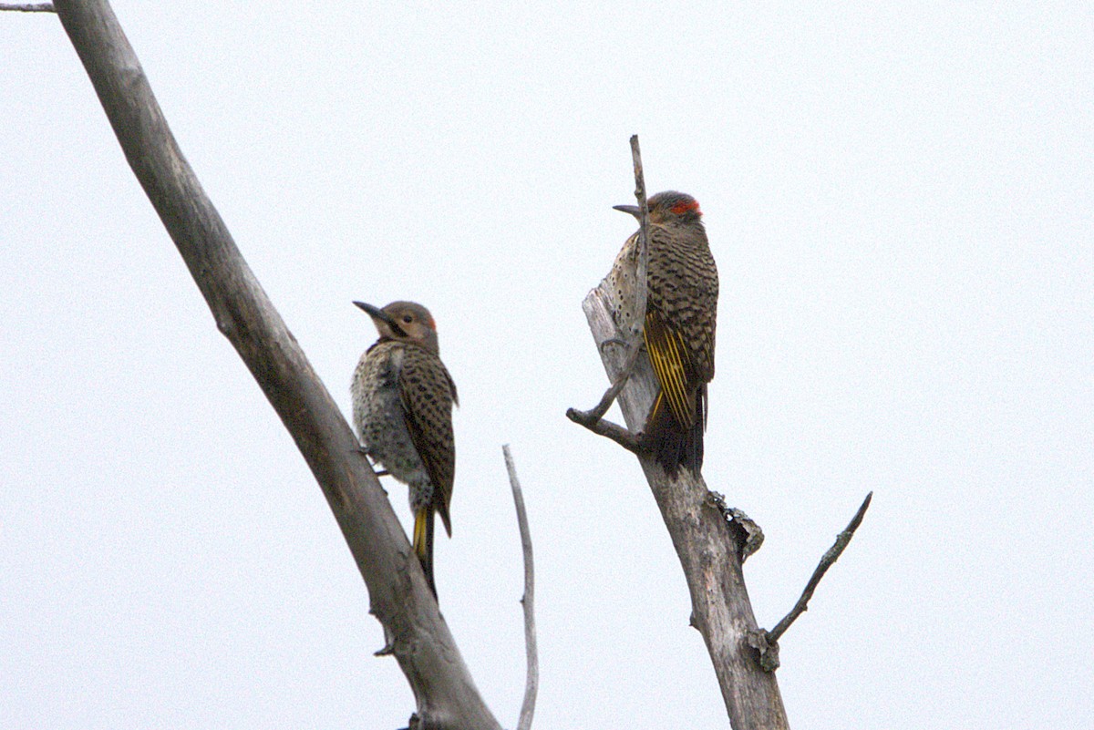 Northern Flicker - ML638989755