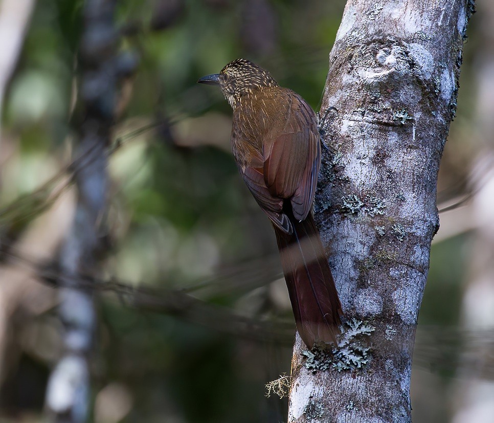 White-throated Woodcreeper - ML638989764
