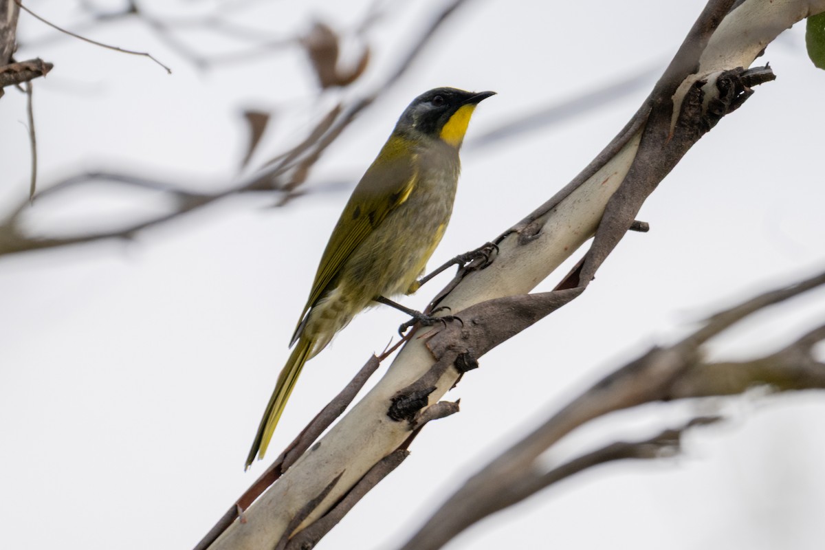 Yellow-throated Honeyeater - ML638989765