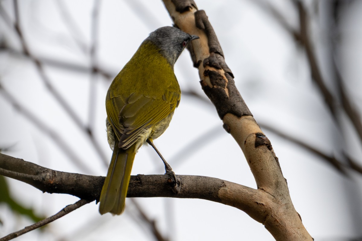 Yellow-throated Honeyeater - ML638989766