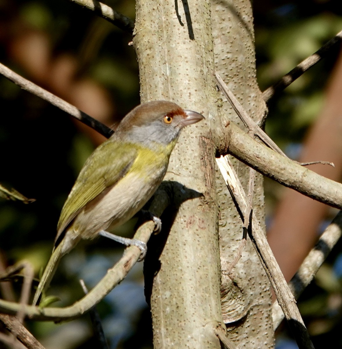 Rufous-browed Peppershrike - ML638989778