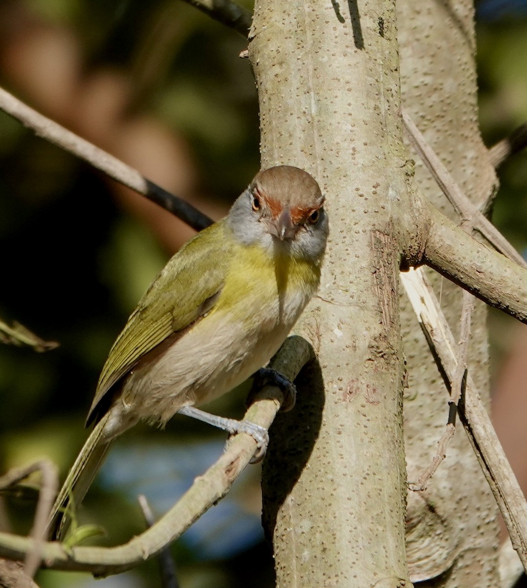Rufous-browed Peppershrike - ML638989780