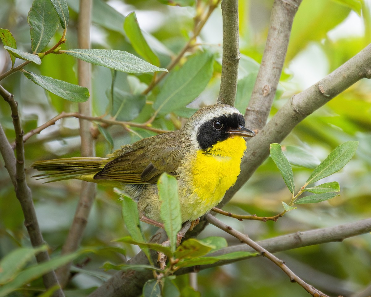 Common Yellowthroat - ML638989789