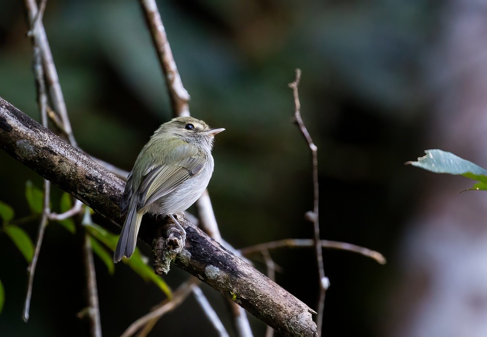 Drab-breasted Pygmy-Tyrant - ML638989827