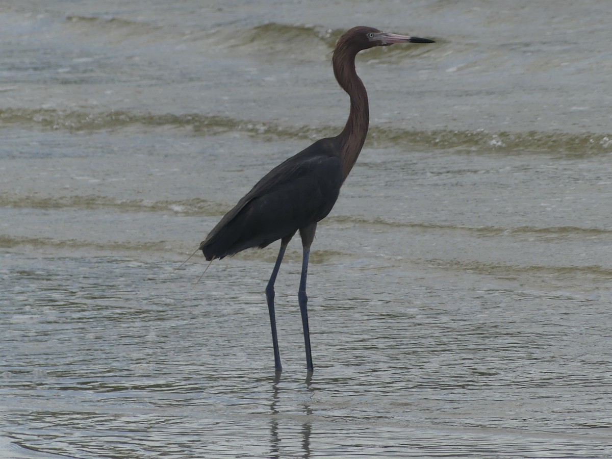 Reddish Egret - ML638989839