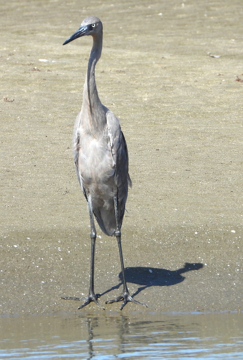 Reddish Egret - ML638989840