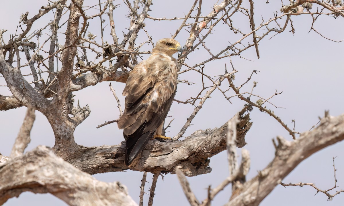 Aquila rapace - ML638989851