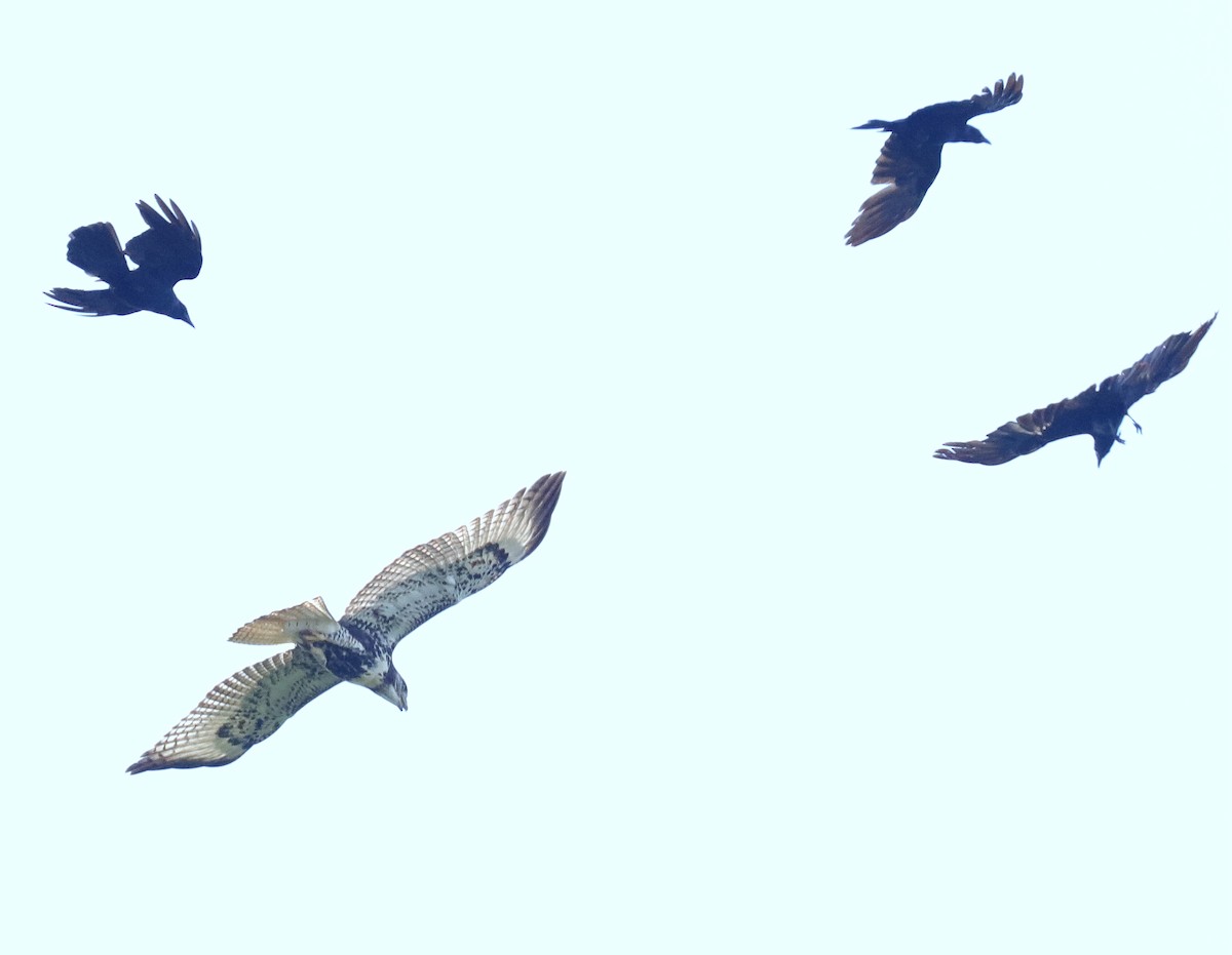 Red-tailed Hawk - ML638989870