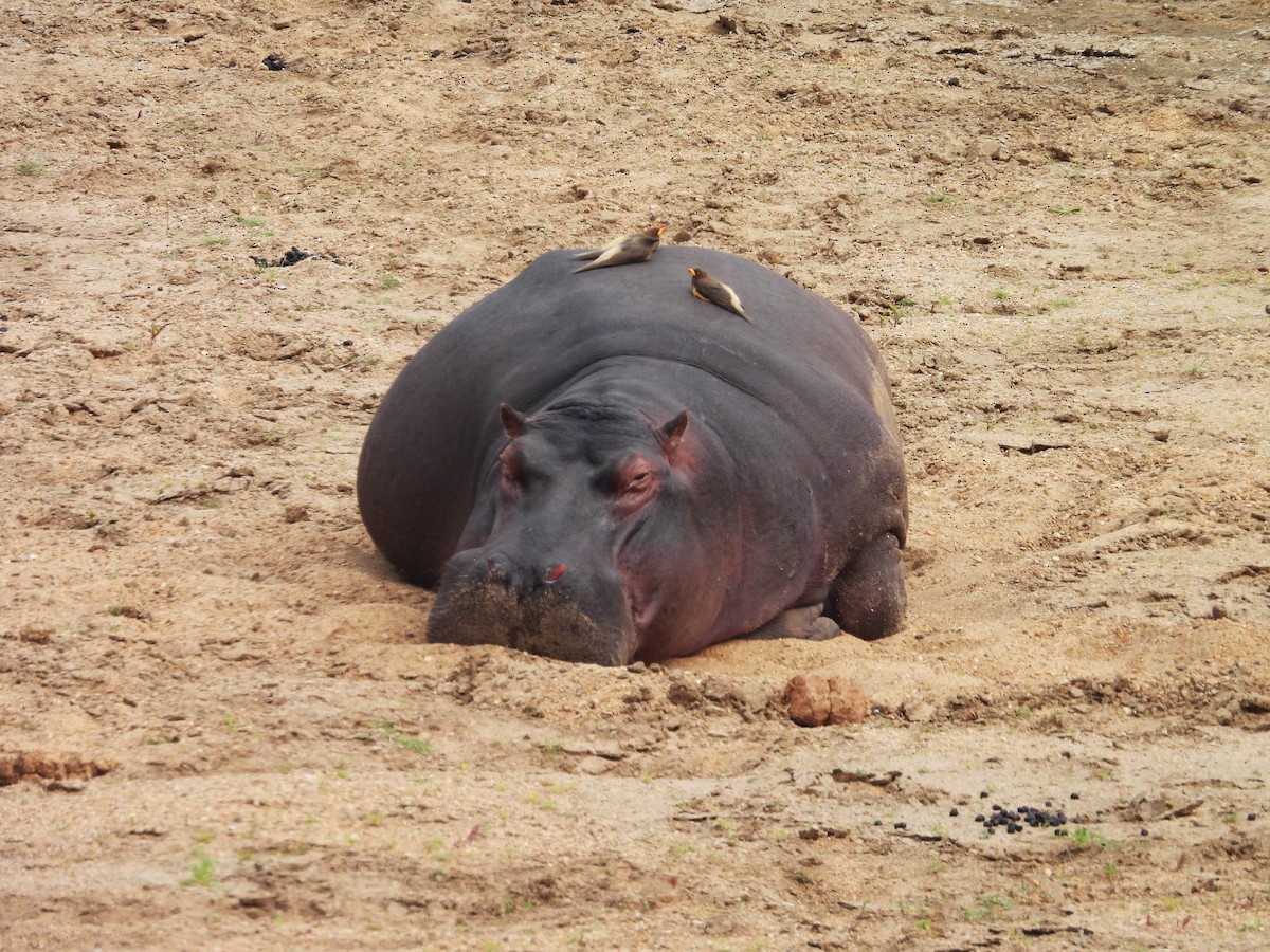 Red-billed Oxpecker - ML638989875