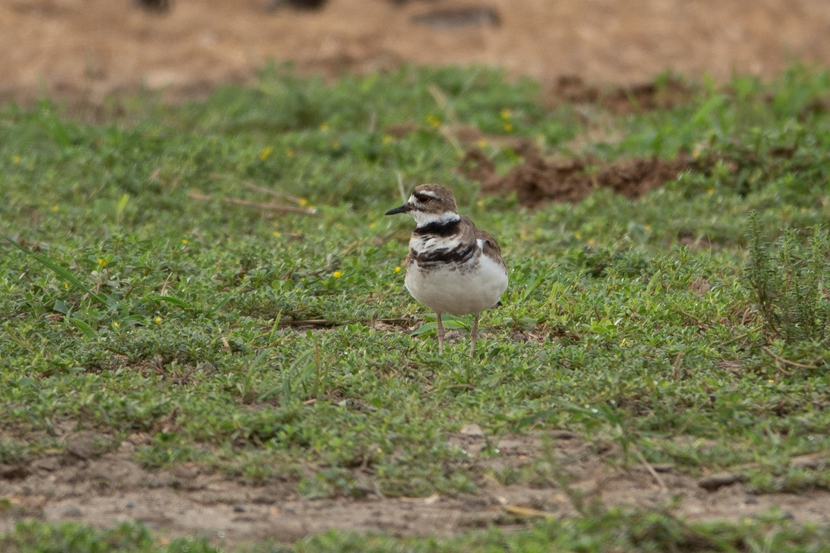 Killdeer - ML638989899
