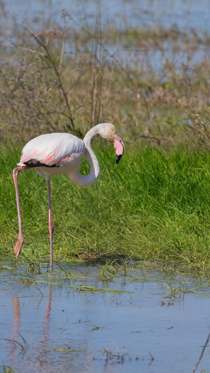 rosenflamingo - ML638989919