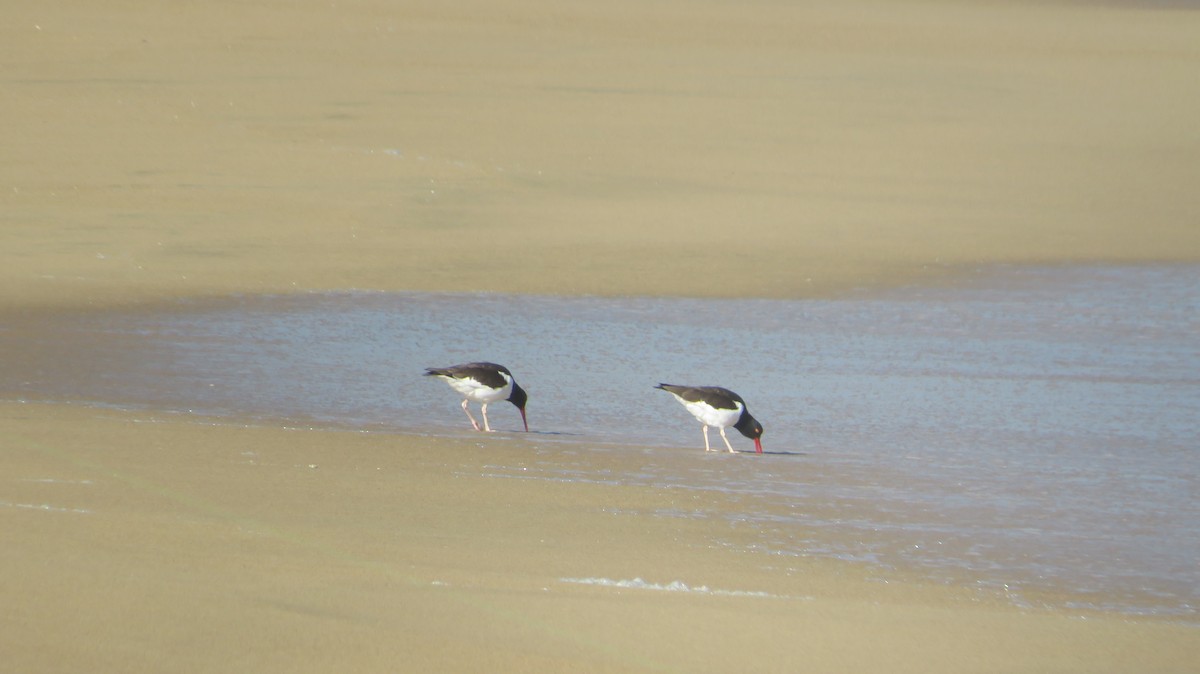 American Oystercatcher - ML638989990